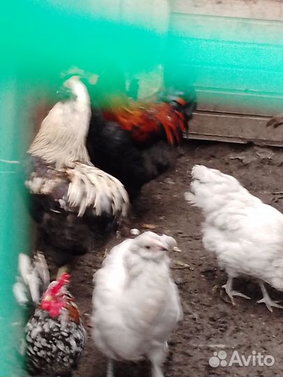 Инкубационное яйцо домашних кур