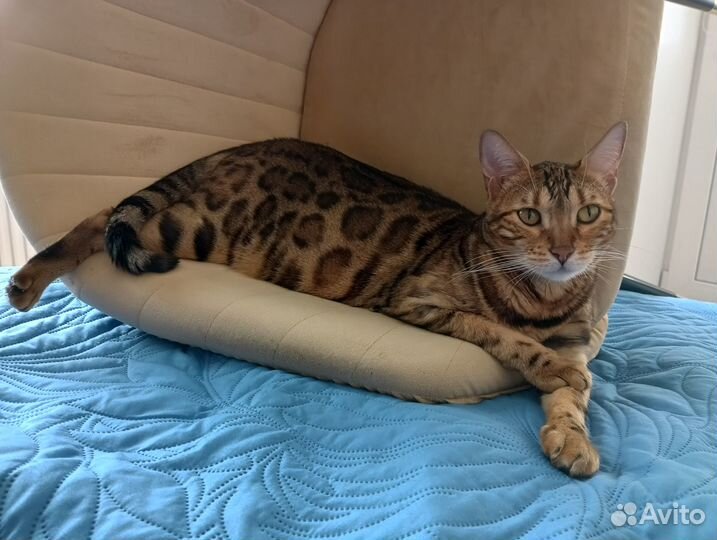 Игрушка - трек с шариками для кошки