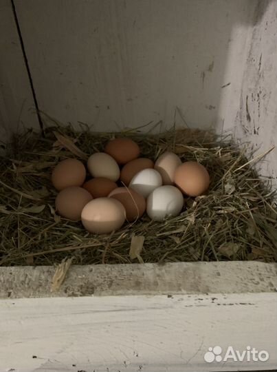Яйцо домашнее