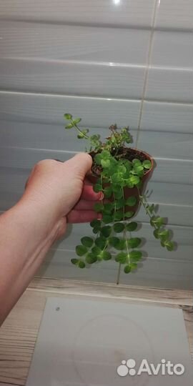 Вербенник монетчатый