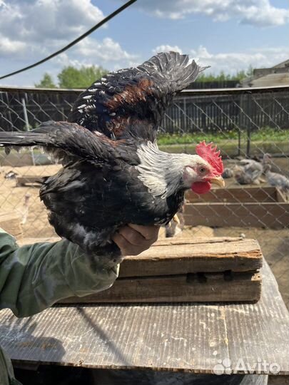 Петушки на племя, цыплята