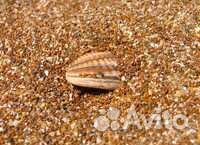 Ракушка (морская ) кормовая оптом