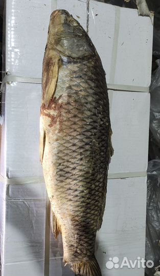 Карп (сазан)