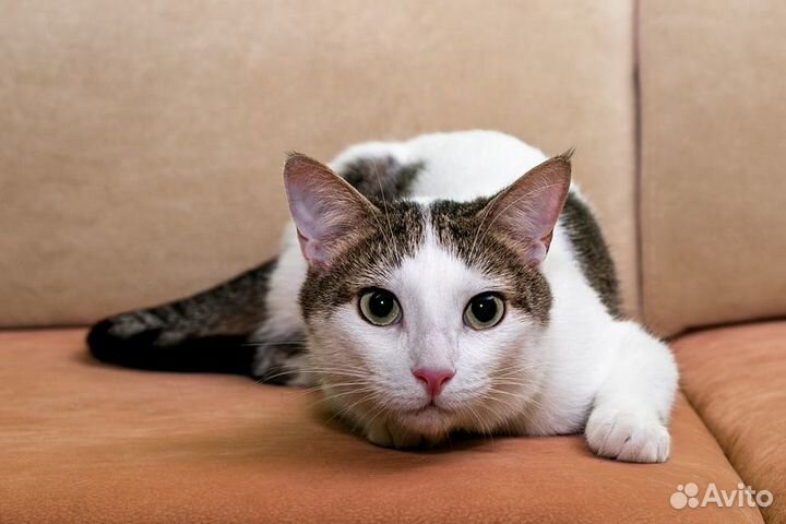 Котик Ларс с сердечком на боку в добрые руки