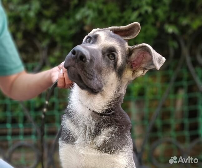 Восточноевропейская овчарка