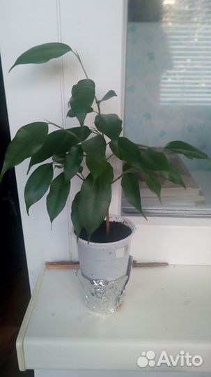 Фикус бенджамина