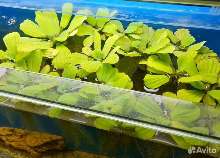 Аквариумные растения, улитки ампулярии