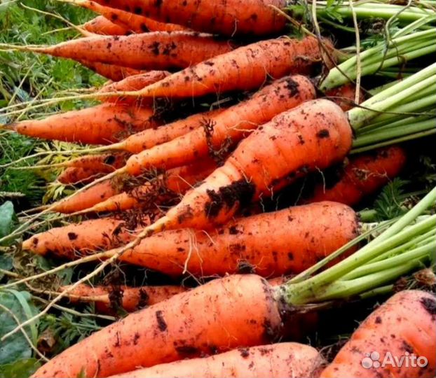 Морковь свежая