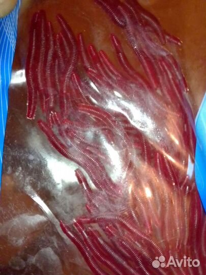 Черви для рыбалки