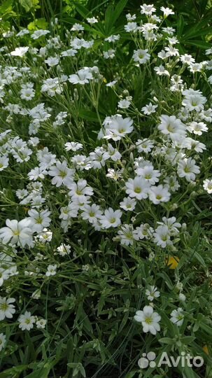 Многолетники садовые