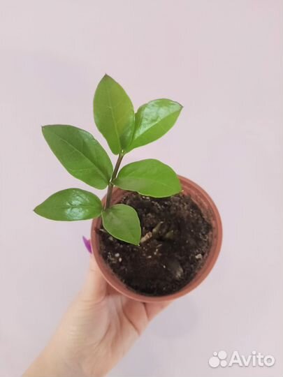 Замиокулькас