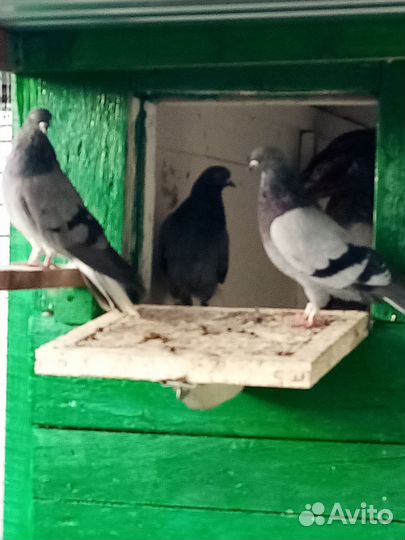 Продажа голубей