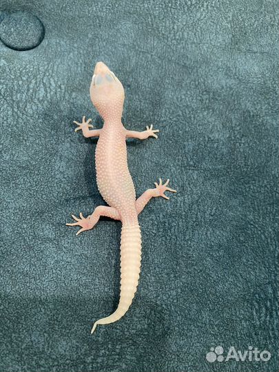 Эублефар малыши