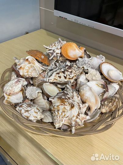 Морские ракушки раковины