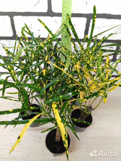 Кротон пиктум на штамбе