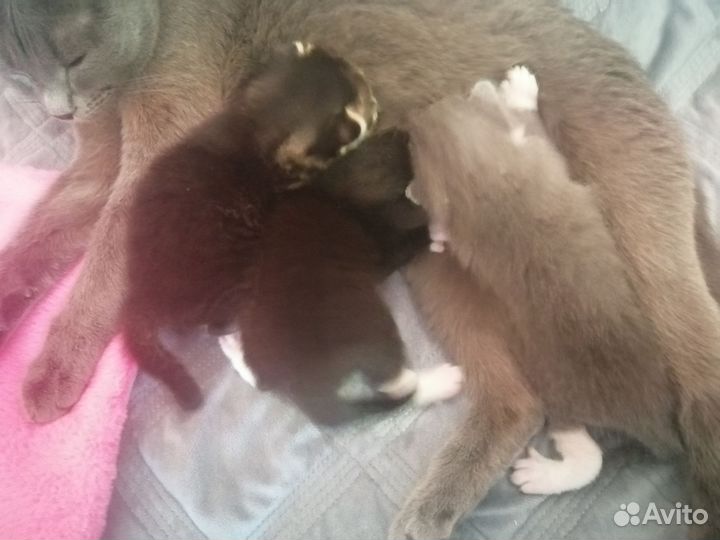 Кошки в добрые руки бесплатно