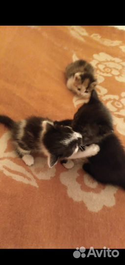 Котята в добрые руки