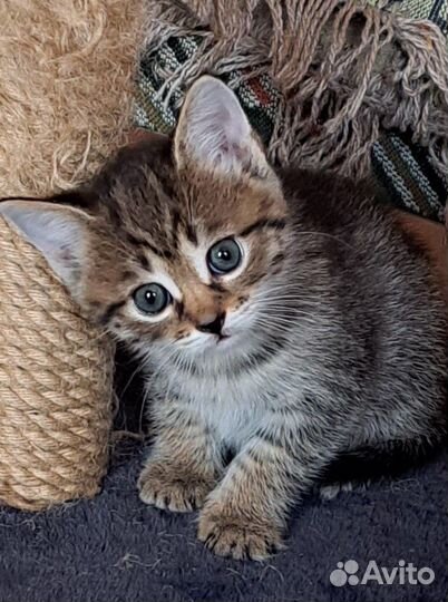 Котята в добрые руки бесплатно