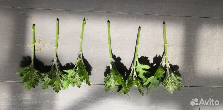 Хризантема черенки