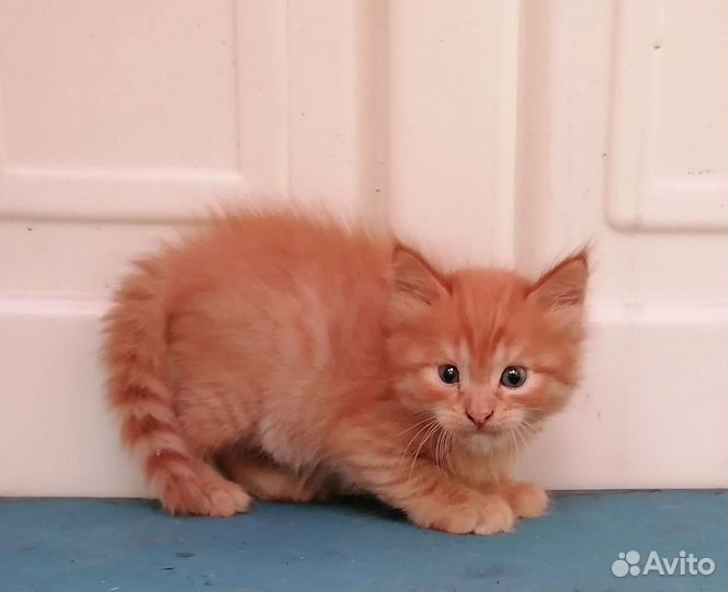 Бронь.Котенок