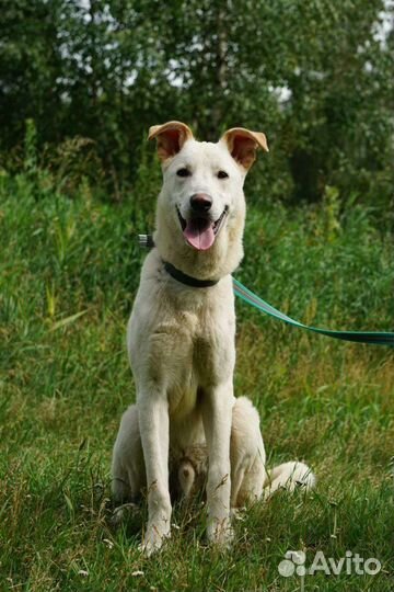 Жизнь проходит за решёткой клетки