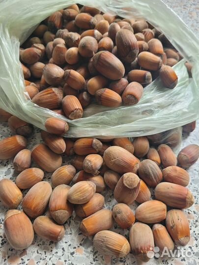Орех краснолистный (фундук)