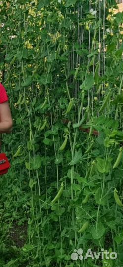 Семена гороха 3-х метрового