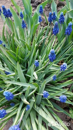 Цветы луковичные