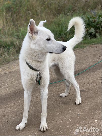 Собаки бесплатно