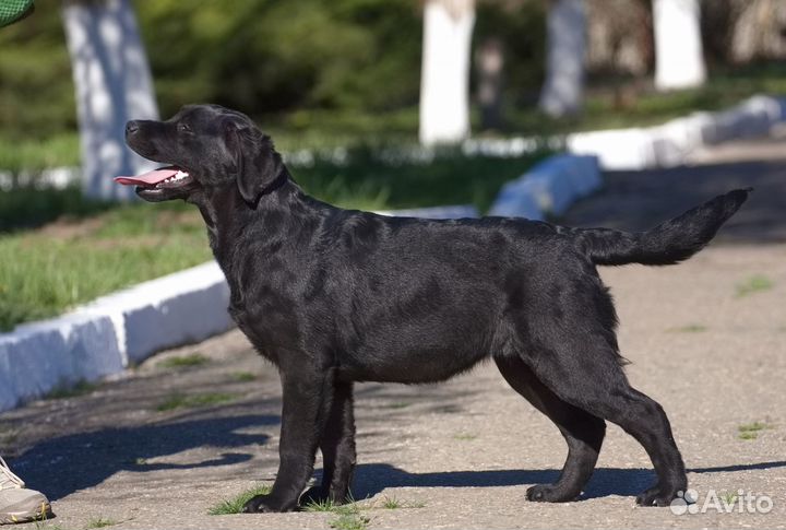 Щенки лабрадора, суки