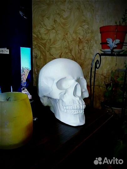 Череп гипсовый анатомический