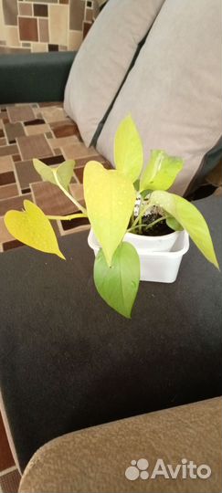 Комнатные растения цветы