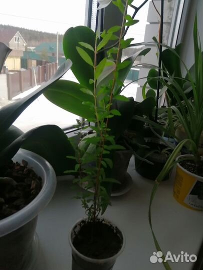 Комнатные цветы