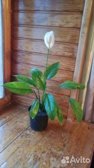 Спатифиллум