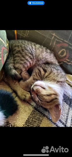 Сладкая мордочка в добрые руки