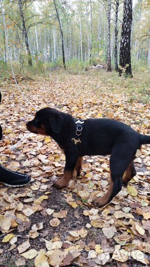Шлейка и ошейник для небольшой собачки