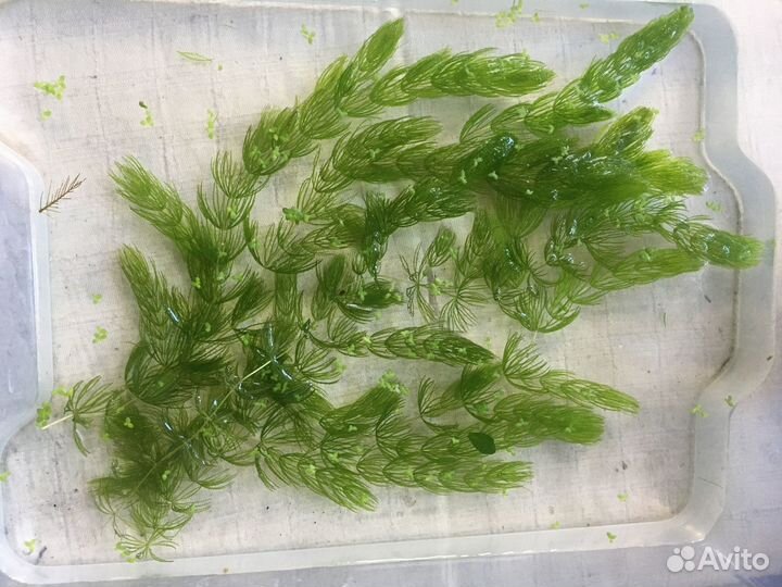 Роголистник