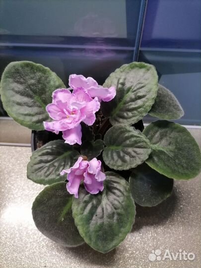 Сортовые фиалки