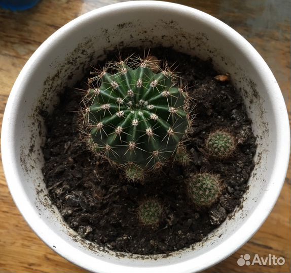 Кактус бесплатно или на обмен