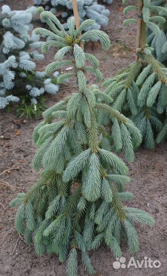 Ель энгельмана