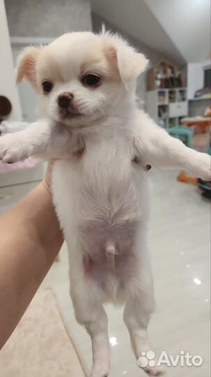 Щенки чихуахуа