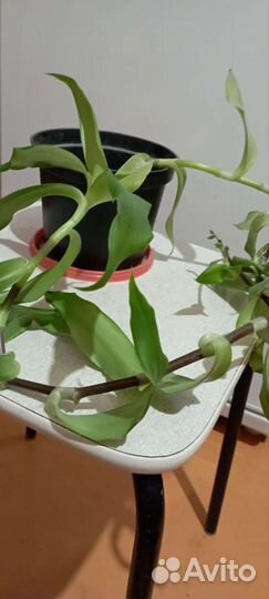 Лечебник Золотой