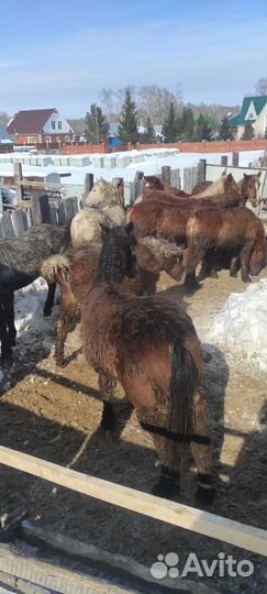 Лошади молодняк 2 х летки с откорма