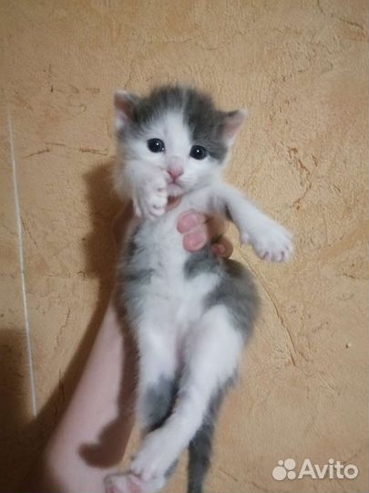 Шикарные котята