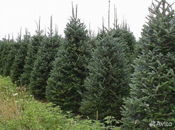 Ель Новогодняя / Сосна живая Оптом