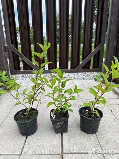 Гортензия метельчатая