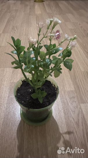 Домашний цветок Каланхое