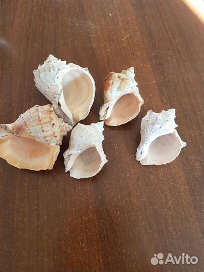 Ракушки морские