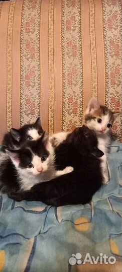 Пушистые друзья