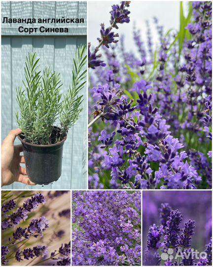 Лаванда